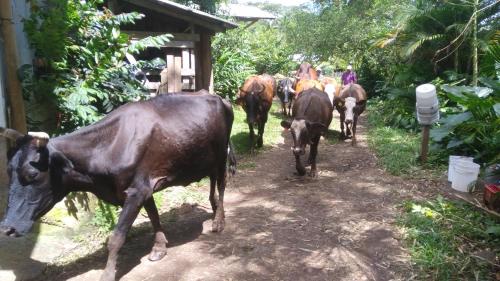 a herd of cows walking down a dirt road at Santa Maria Volcano Lodge Hotel & Restaurante in Hacienda Santa María