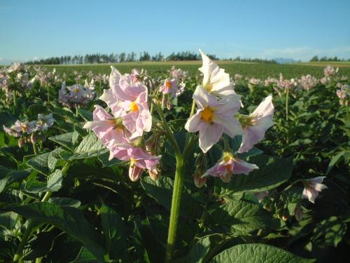 a field of pink and white flowers in a field at Akane-yado in Nakafurano
