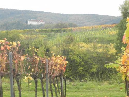a row of trees in a field with a house in the background at Apartments Haus Morgensonne in Reidling