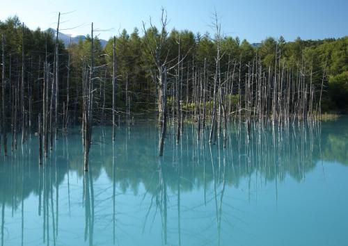 a view of a lake with dead trees in it at Akane-yado in Nakafurano
