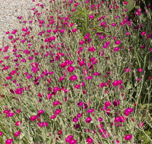 a field of pink flowers in a garden at B&B Cascina Baraggione in Granozzo con Monticello