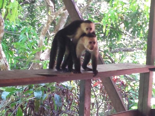 two monkeys standing on top of a beam at Coyaba Tropical Elegant Adult Guesthouse in Manuel Antonio