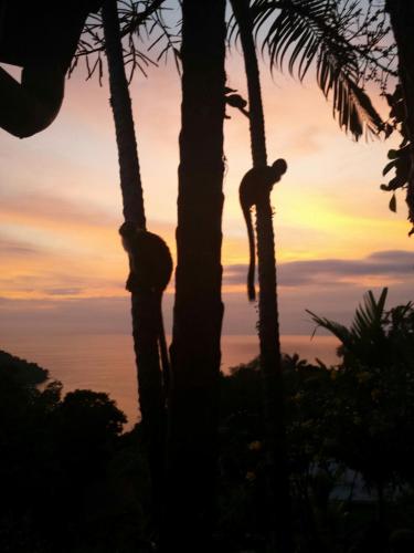 a man hanging from a palm tree at sunset at Coyaba Tropical Elegant Adult Guesthouse in Manuel Antonio