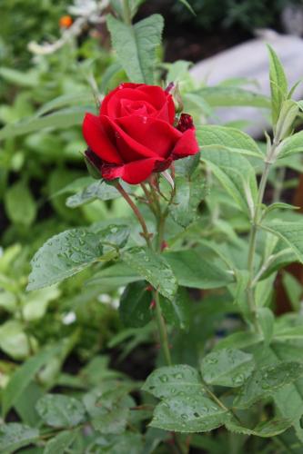 a red rose with droplets of water on it at Prestlhof in Mariapfarr