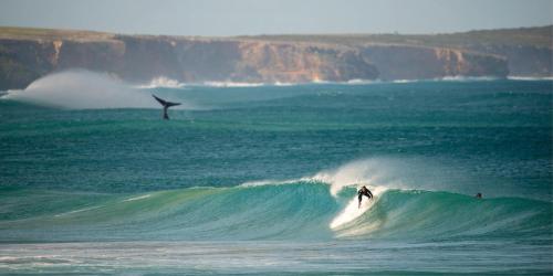 a person riding a wave on a surfboard in the ocean at Warrnambool Motel and Holiday Park in Warrnambool