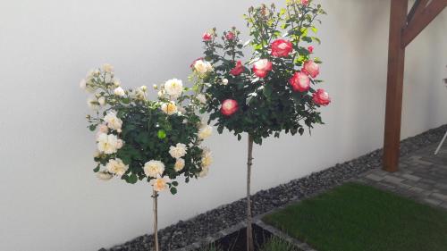 Jardín al aire libre en Appartments Gartenblick