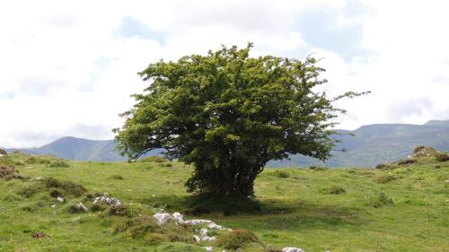 a tree in the middle of a field with sheep at Apartamentos Rurales Balcón Real Senda del Oso in Campiello