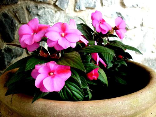 a flower pot with pink flowers in it at Costa Morroni in Levanto