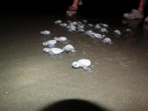 Φωτογραφία από το άλμπουμ του Posada Turística Rocas De Cabo Marzo σε Bahia Solano