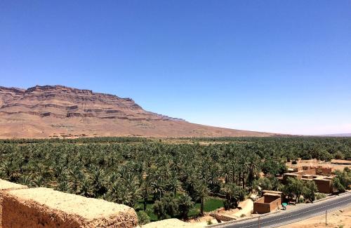 a field of palm trees in front of a mountain at Kasbah Oulad Othmane in Agoubt