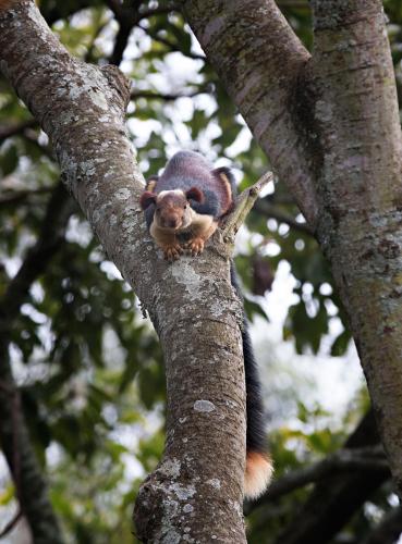 Animales en el bed & breakfast o alrededores