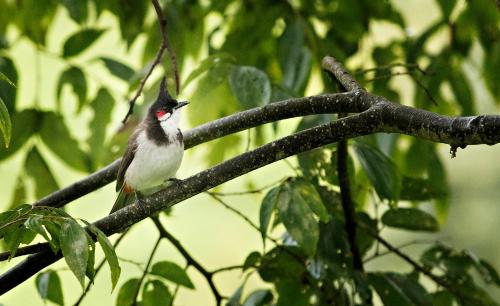 Animales en el bed & breakfast o alrededores