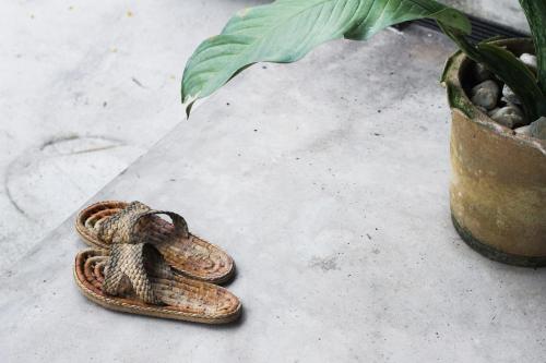 a snake sitting on a table next to a plant at La moon in Ban Pa Tung (7)
