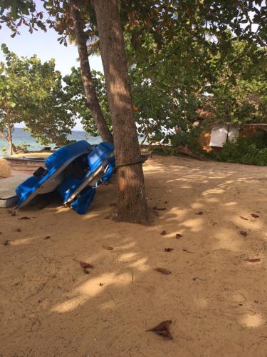 a blue motorcycle parked next to a tree at Apartment Balcones Del Atlantico in Las Terrenas