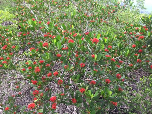 a tree with red berries on it at Baan Chan Lay Koh Chang in Ko Chang