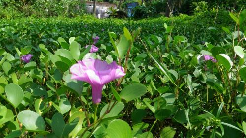 Taman di luar Marari Das Beach Villa
