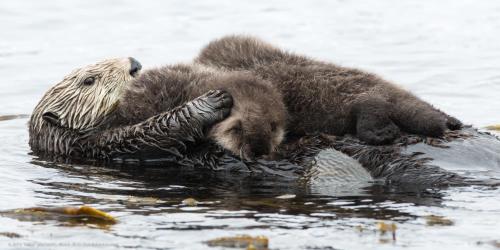 a bear laying on its back in the water at Morro Crest Inn in Morro Bay
