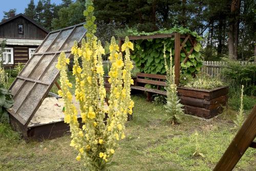 a plant with yellow flowers growing in a garden at Grenlanda in Ulanów