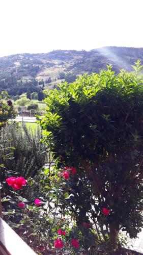 a view of a garden with pink flowers and bushes at Posada el portal de la Loma in Pesca