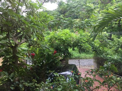 a view of a garden with trees and a fence at Drapers San Guest House in Port Antonio
