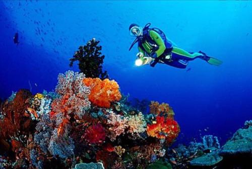 a person is diving over a coral reef at The Sands Hotel in Cockburn Town