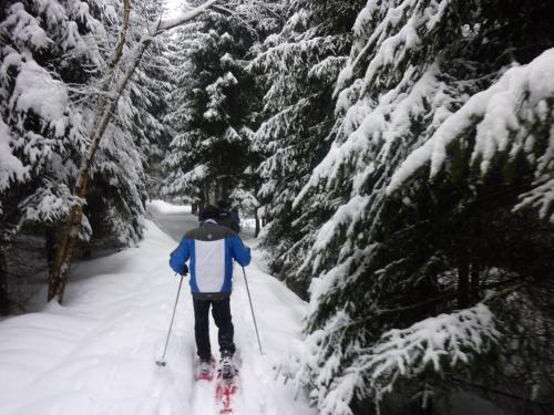 a person on skis in the snow next to trees at AKZENT Hotel Bayerwald-Residenz in Neukirchen