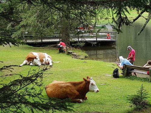 two cows laying in the grass next to a body of water at Haus Speck`n in Ranten