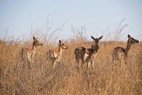 a group of deer standing in a field of tall grass at Fugitives Drift Guest House in Rorkeʼs Drift