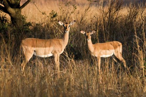 two deer standing in a field of tall grass at Fugitives Drift Guest House in Rorkeʼs Drift