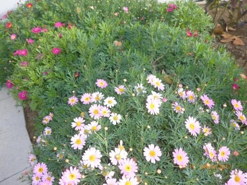 a bunch of white and pink flowers in a garden at Kolpinghaus Spittal in Spittal an der Drau