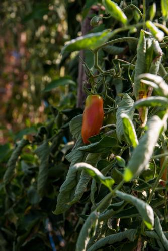 a red chili pepper growing on a plant at Cascina Veja in Chiusa di Pesio