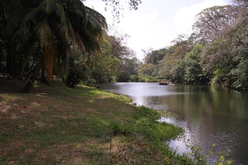 a river with a palm tree on the side of it at Cabañas Cañas Castilla in La Cruz