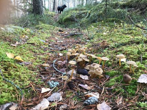 a group of mushrooms on a trail in the woods at STF Kolarbyn Eco-Lodge in Skinnskatteberg