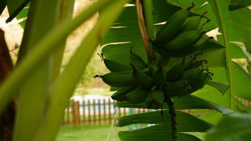 a bunch of green bananas hanging from a tree at Tropical Studio in Órgiva