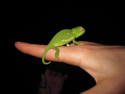 a green frog sitting on a persons hand at Vuyani Safari Lodge in Hoedspruit