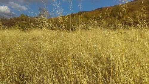 a field of tall grass with a mountain in the background at Lile Pestani Accommodation in Peštani