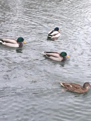 three ducks swimming in a body of water at Greencastle in Kilkeel