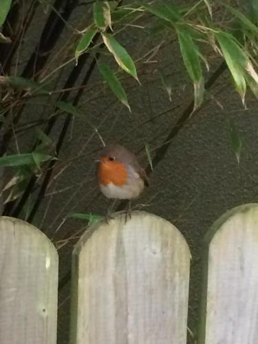 a small bird sitting on top of a fence at Greencastle in Kilkeel