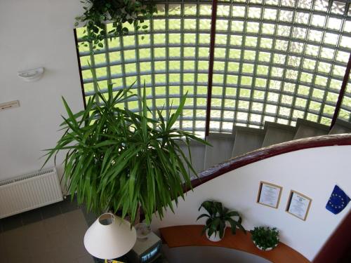 a staircase with a large plant in front of a window at Hotel Ovit in Keszthely