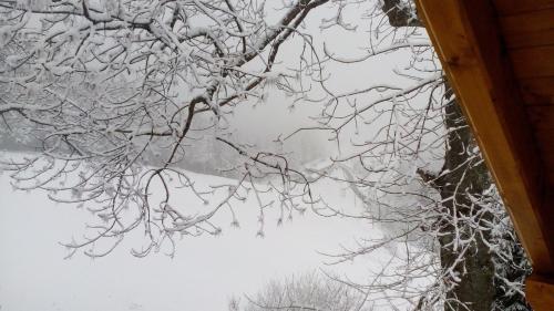 a view of the snow covered branches of a tree at Chata Wostry in Bílá