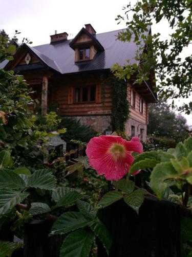 a pink flower in front of a house at Przystań Gromadzyń in Ustrzyki Dolne