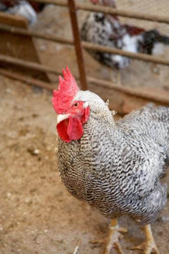 a chicken is standing on the ground at Turisme Rural Ca l,Anguila in Peratallada