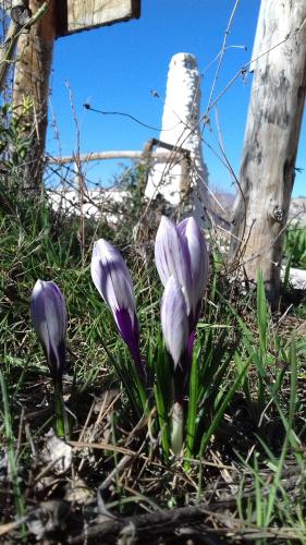 two purple flowers in the grass next to a fence at Al Jatib in Baza