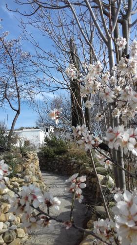 バサにあるAl Jatibの庭の白花束
