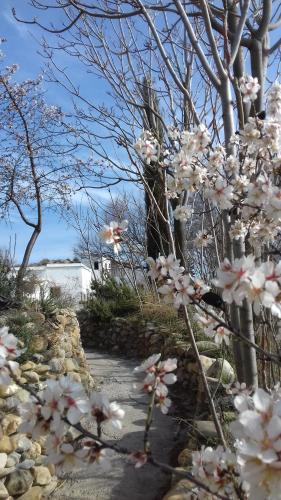 a bunch of white flowers in a yard at Al Jatib in Baza