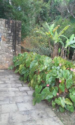 Taman di luar Suites em meio a Mata Atlântica