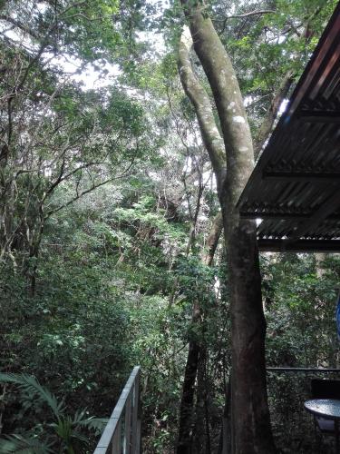 a view of the woods from a porch of a tree at The Green Tree Lodge in Monteverde Costa Rica