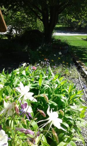 a garden with white flowers in front of a tree at Alaska Chalet Bed & Breakfast in Eagle River