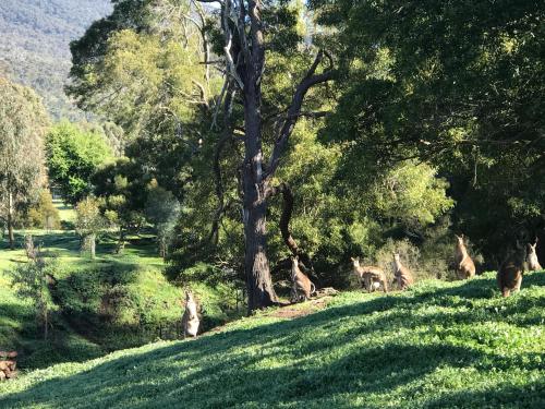 a group of giraffes standing in a field at Bushland in Halls Gap