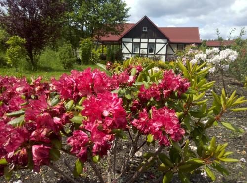 a garden with pink flowers in front of a house at Dom Rybaka in Mirosławiec